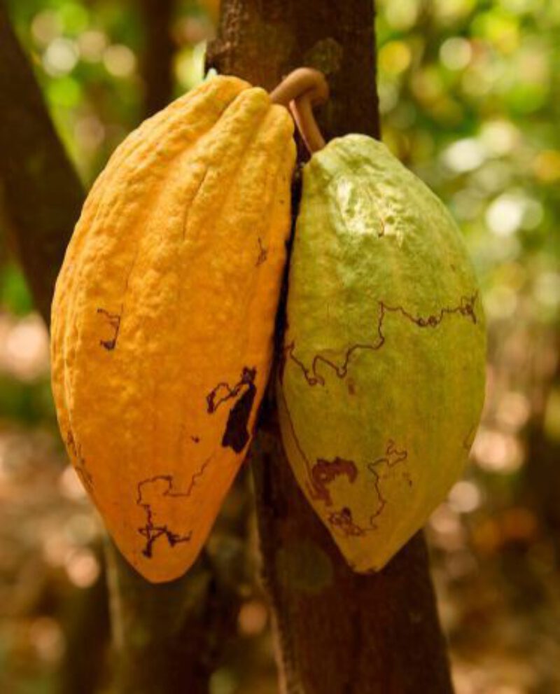 Veliche  Beurre de cacao désodorisé